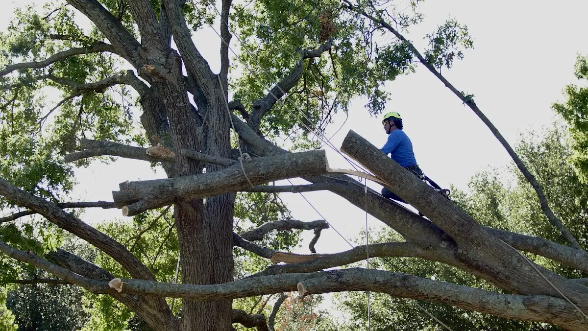 Professional Crown Thinning performed by certified arborists in Lashmeet