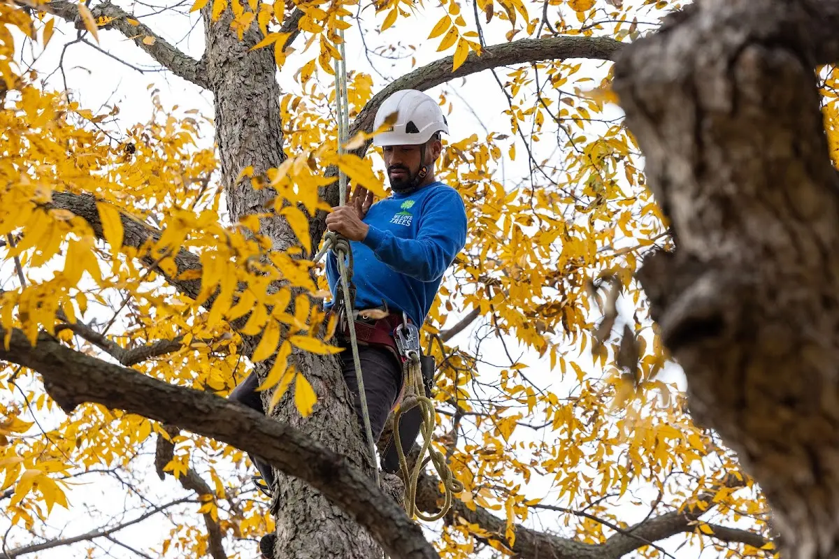 Skilled Tree Transplanting crew working in Lashmeet